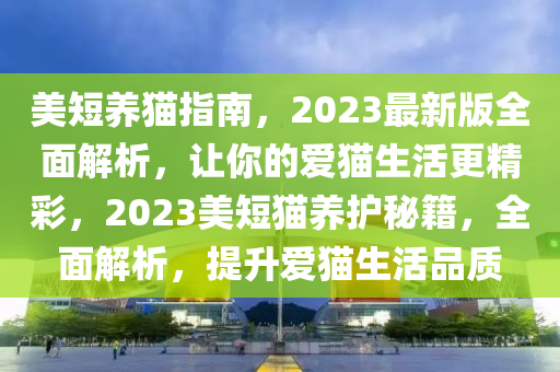 美短养猫指南，2023最新版全面解析，让你的爱猫生活更精彩，2023美短猫养护秘籍，全面解析，提升爱猫生活品质