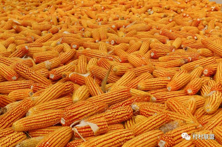 最新玉米价格吉林，市场动态、影响因素及未来趋势分析，吉林玉米最新价格动态，市场走势、影响因素及未来趋势展望