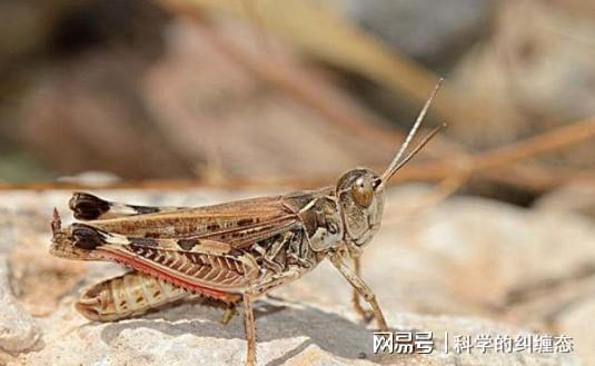 蝗虫最新趋势，蝗虫最新动态或趋势分析