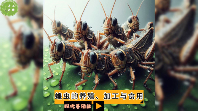 蝗虫最新报道视频，蝗虫入侵最新视频报道