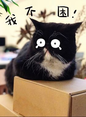 四不像正版+正版四不像灬，四不像正版+正版四不像灬，《四不像正版+正版四不像灬》：神秘独特的文化与艺术宝藏探索之旅