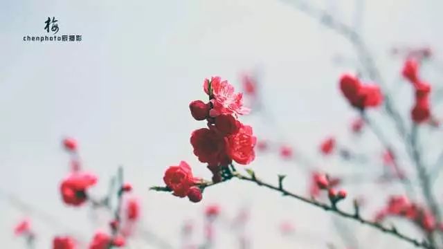 澳门正版梅花三弄资料，澳门正版梅花三弄资料，澳门《正版梅花三弄资料》：梅花三弄艺术的澳门传承之珠