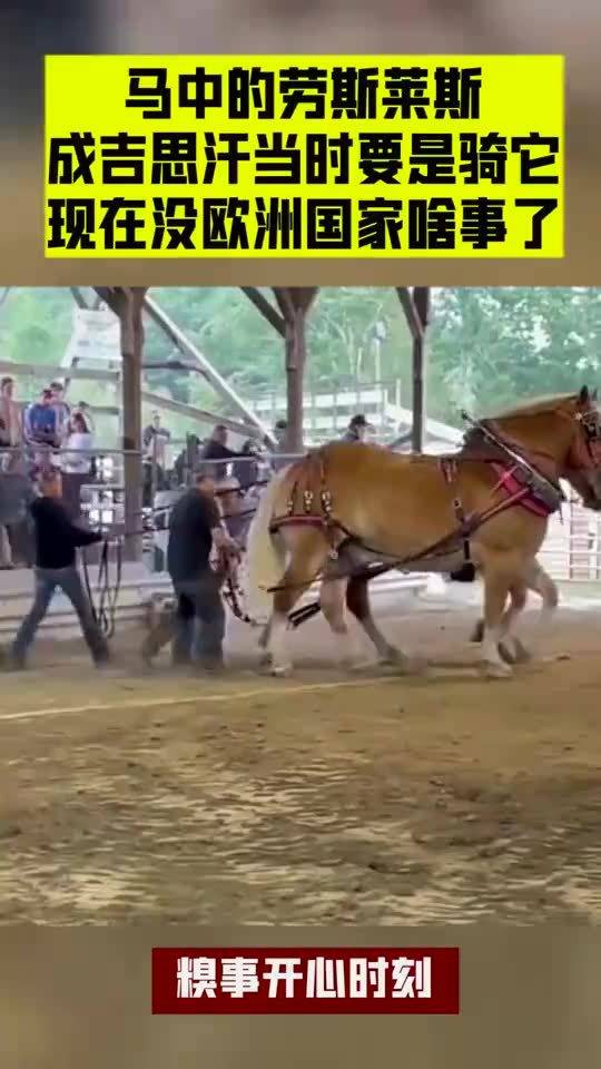 一马中特，一马中特，《一马中特》：励志传奇展现真实生活的勇气与毅力