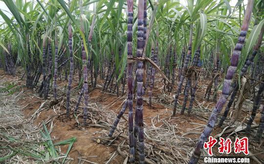 白糖期货最新消息，白糖期货市场动态解析