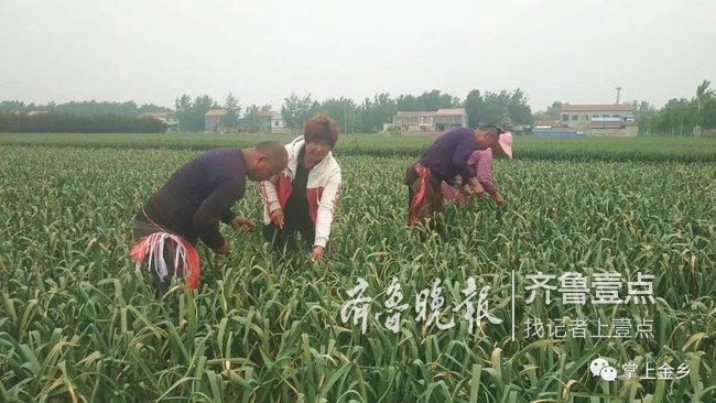 新蒜薹价格最新行情，新蒜薹价格行情分析：影响因素、市场动态与未来预测