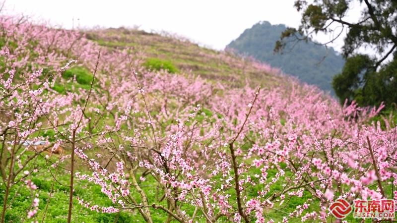 葛岭宅子出售最新信息网，葛岭宅子市场最新动态与出售信息汇总