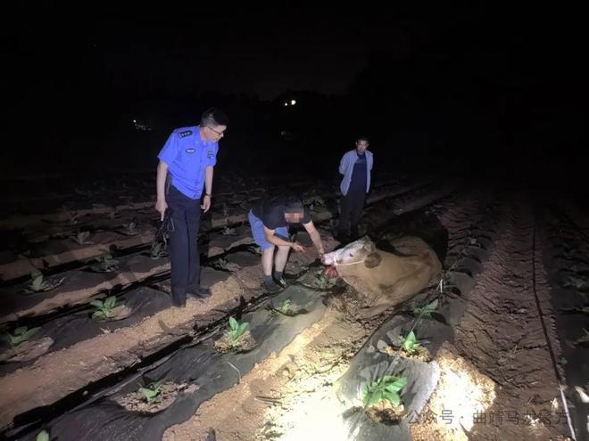 杭州疯牛事件视频最新版，杭州疯牛事件视频最新版全面解析：从失控到安全捕获的全程回顾与深度探讨