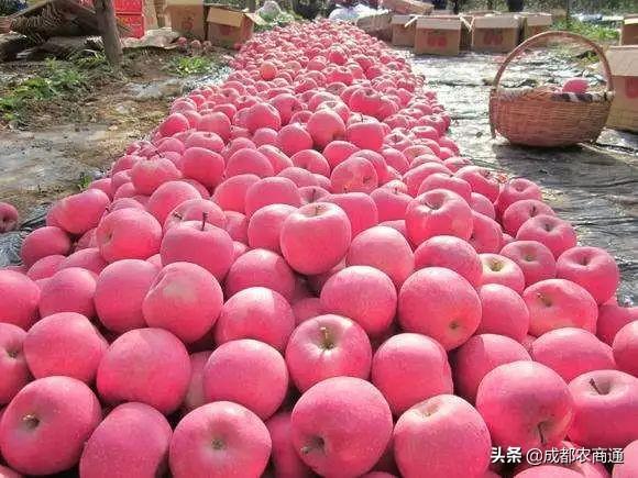 静宁拍卖地块最新信息，静宁拍卖地块最新信息详解：位置、用途、拍卖时间及投资前景分析