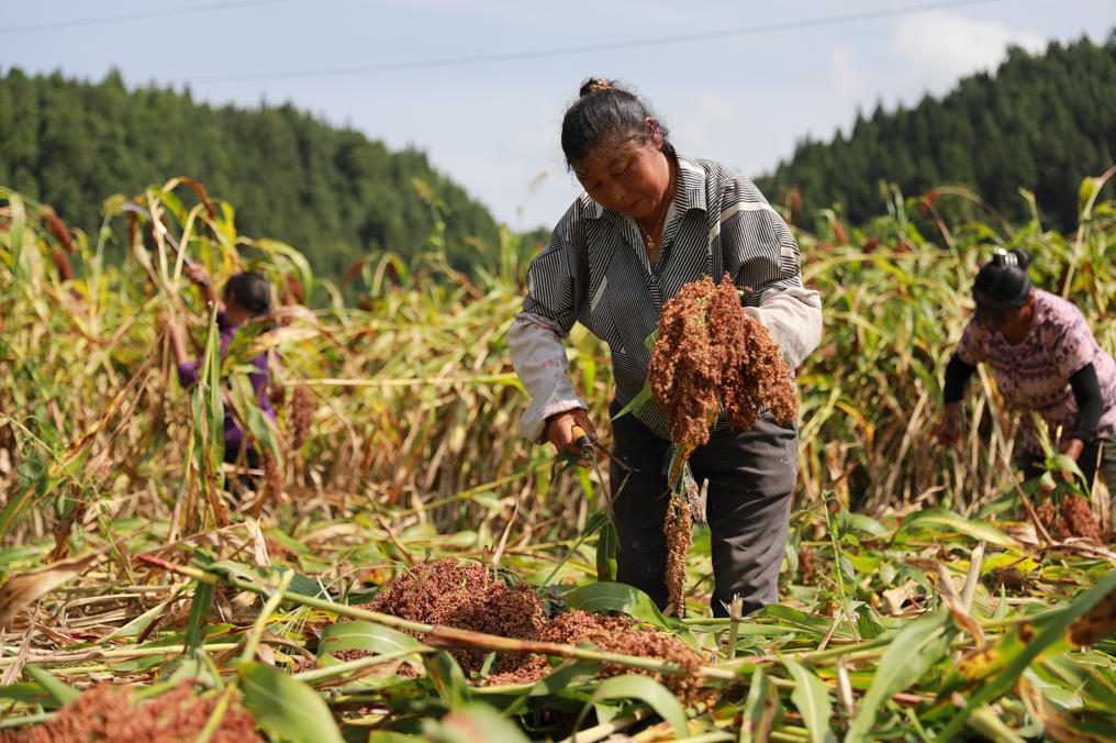 绥阳联合果业招聘信息最新，绥阳联合果业最新招聘职位概览：果实管理技术员、仓储物流管理员、市场营销人员及办公室文员招聘启动