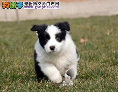 退役边牧犬拍卖信息最新，最新退役边牧犬拍卖信息及购买指南