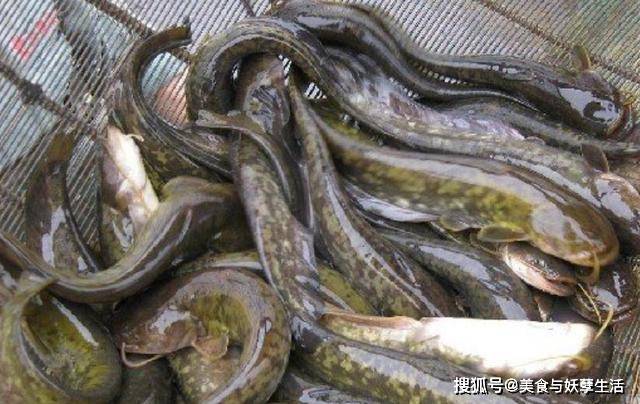 安徽鲶鱼出售最新信息查询，安徽鲶鱼最新出售信息查询攻略：品种、养殖、市场、交易全攻略