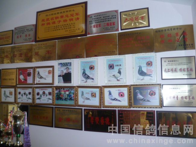 中国信鸽最新信息，中国信鸽行业最新动态与发展趋势概览